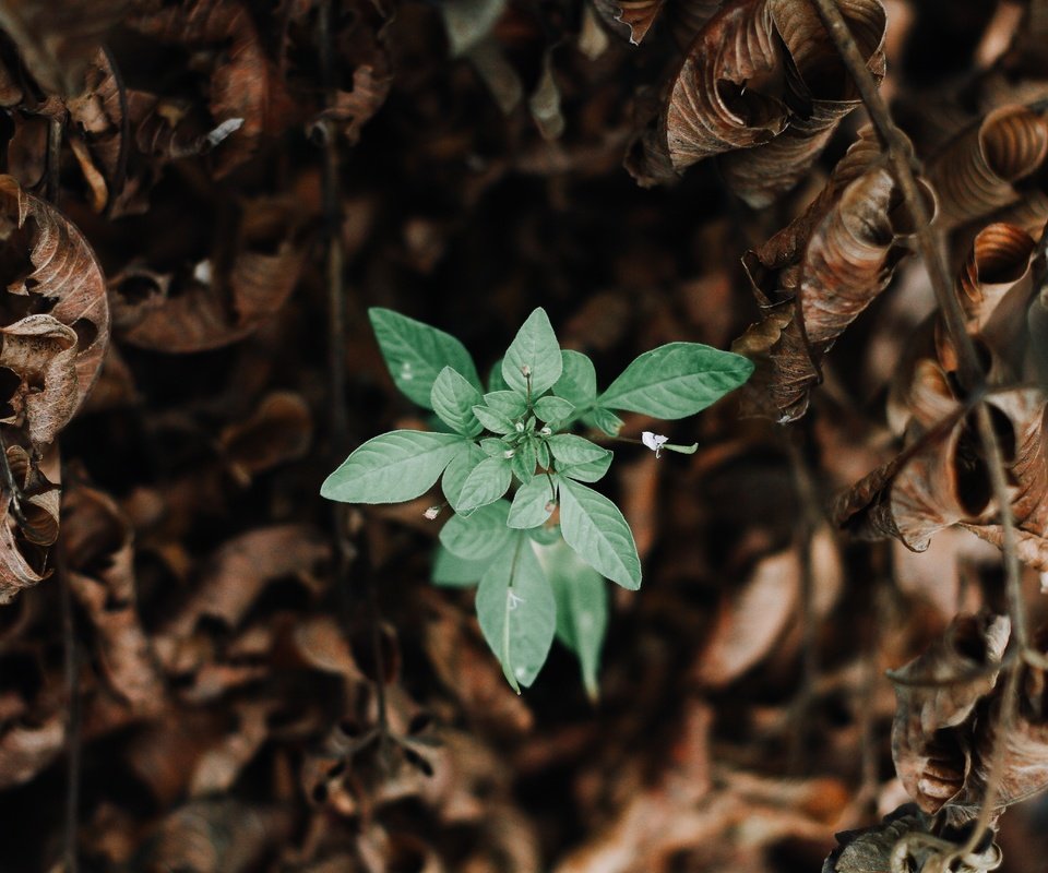 Обои природа, зелень, листья, макро, зеленые, сухие, nature, greens, leaves, macro, green, dry разрешение 5184x3456 Загрузить