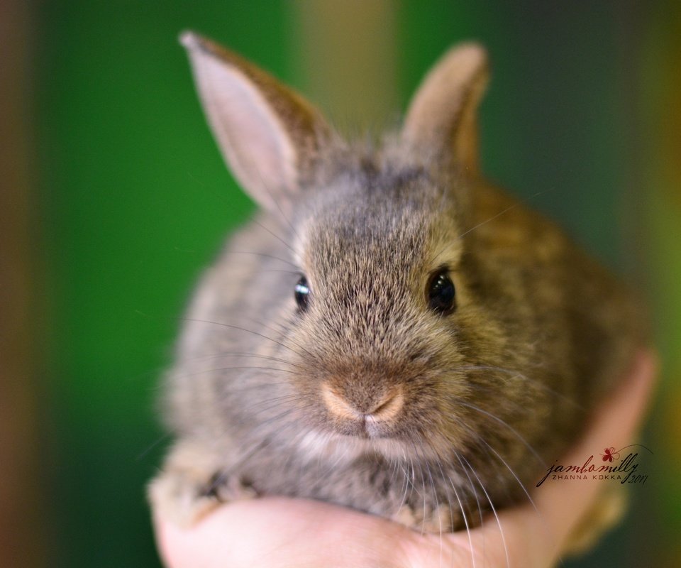 Обои рука, макро, серый, кролик, детеныш, hand, macro, grey, rabbit, cub разрешение 4496x3000 Загрузить