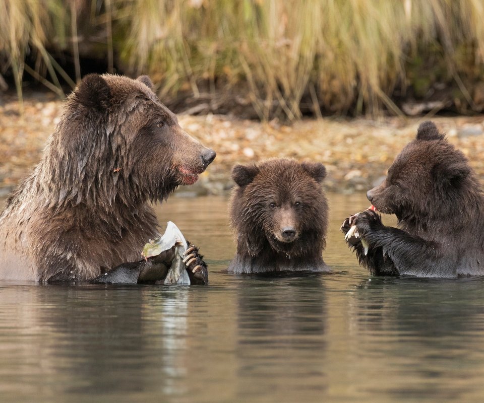 Обои вода, река, рыбалка, медведи, обед, медведица, медвежата, water, river, fishing, bears, lunch, bear разрешение 4000x2656 Загрузить