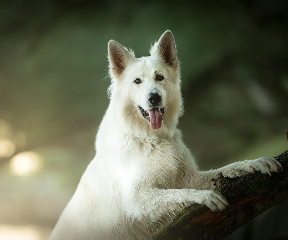 Обои взгляд, собака, язык, боке, белая швейцарская овчарка, look, dog, language, bokeh, the white swiss shepherd dog разрешение 2048x1363 Загрузить