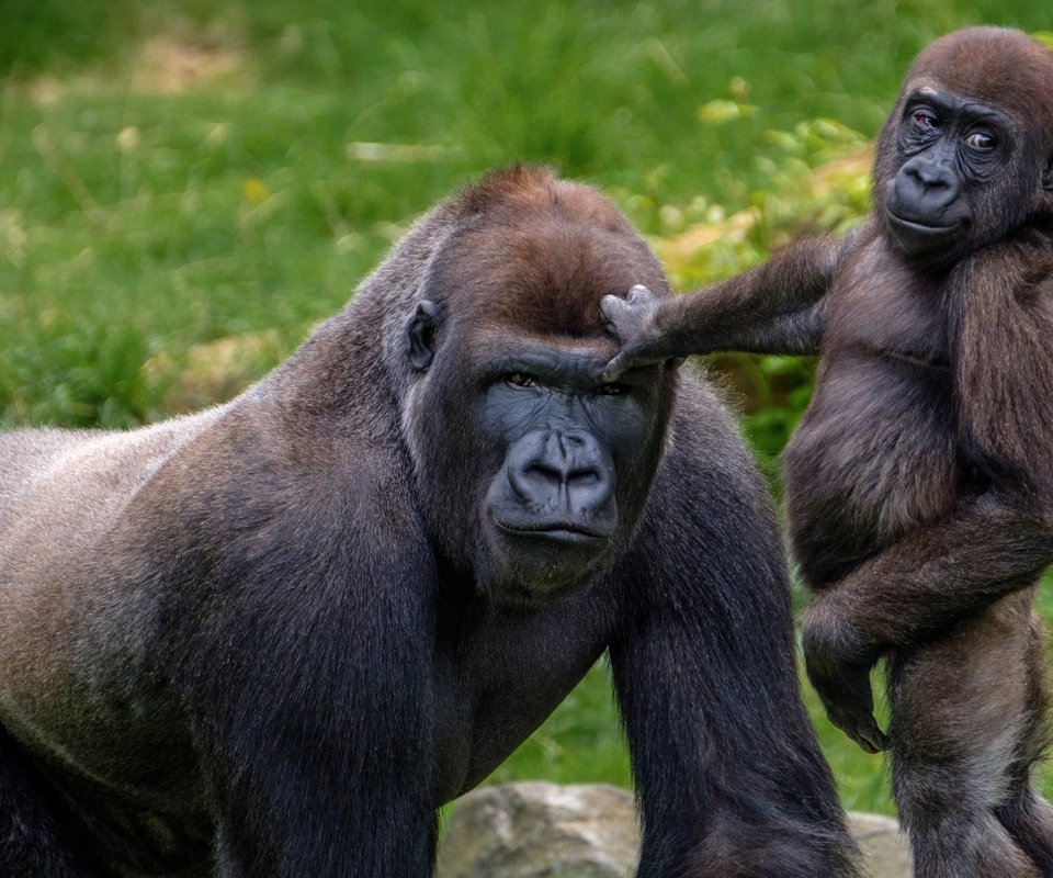 Обои зоопарк, детеныш, горилла, приматы, обезьяны, гориллы, zoo, cub, gorilla, primates, monkey разрешение 2048x1365 Загрузить