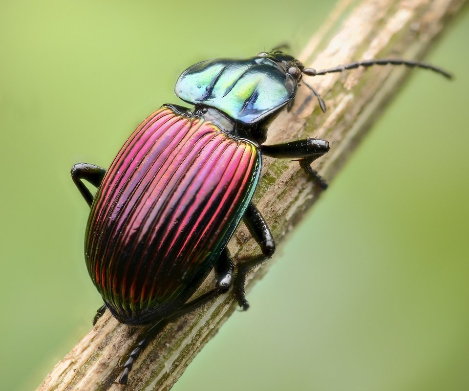 Обои жук, макро, насекомое, стебель, beetle, macro, insect, stem разрешение 2000x1325 Загрузить