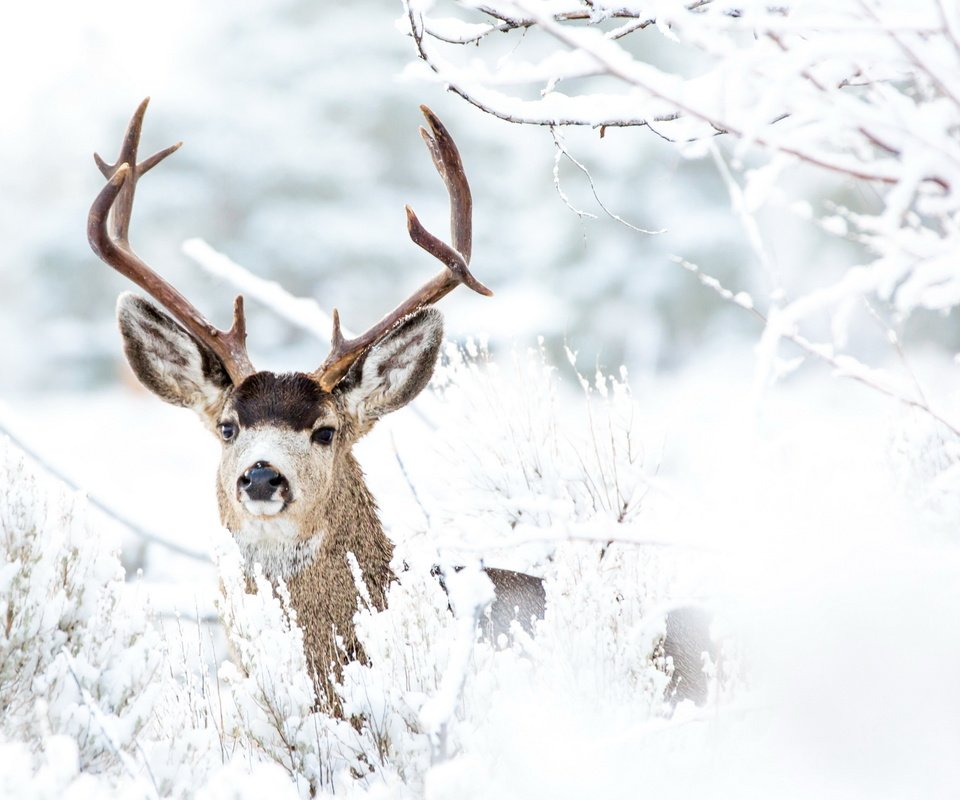 Обои снег, лес, олень, зима, ветки, иней, рога, snow, forest, deer, winter, branches, frost, horns разрешение 2560x1674 Загрузить