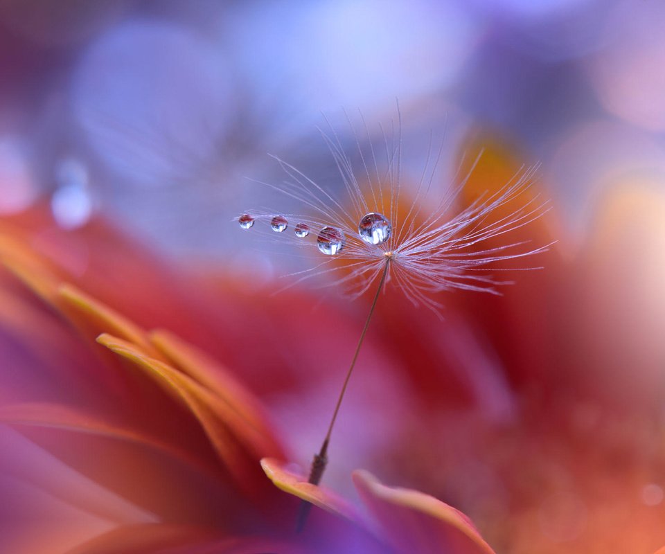 Обои цветок, капли, лепестки, пушинка, былинка, juliana nan, flower, drops, petals, fluff, blade of grass разрешение 2000x1366 Загрузить