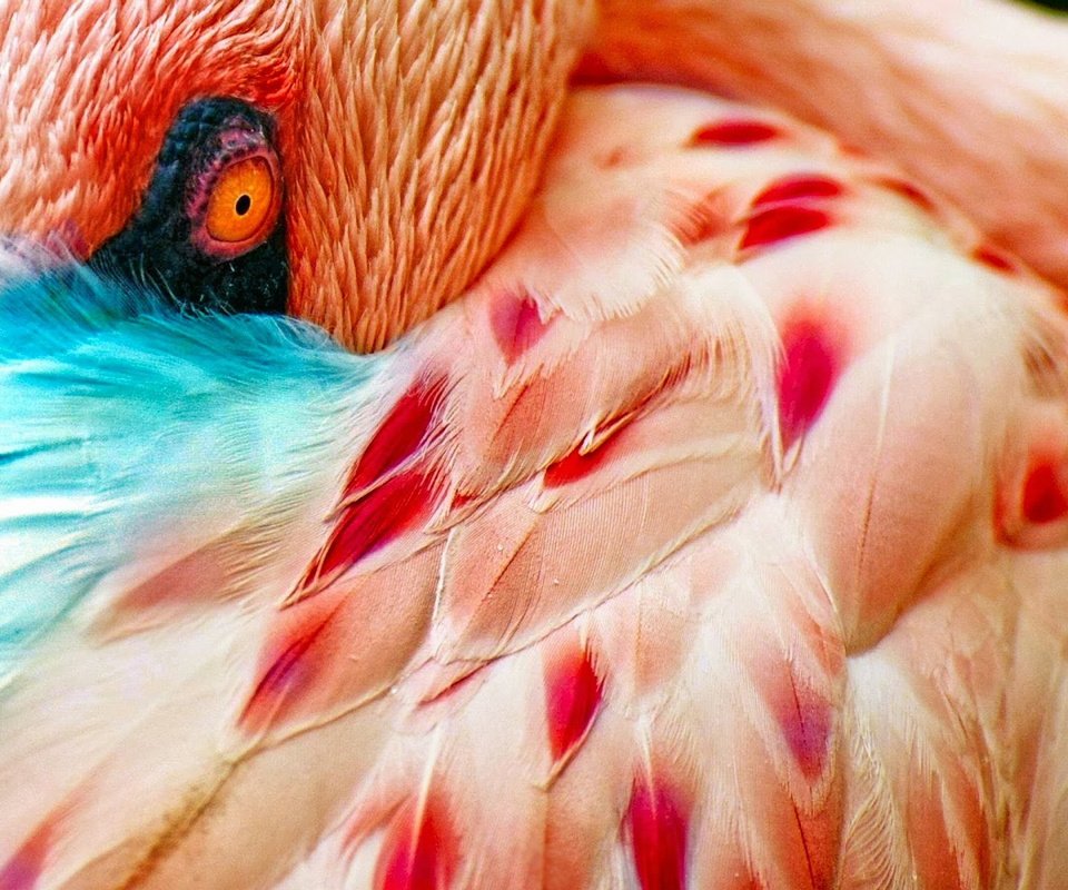 Обои макро, фламинго, птица, перья, глаз, macro, flamingo, bird, feathers, eyes разрешение 2560x1600 Загрузить