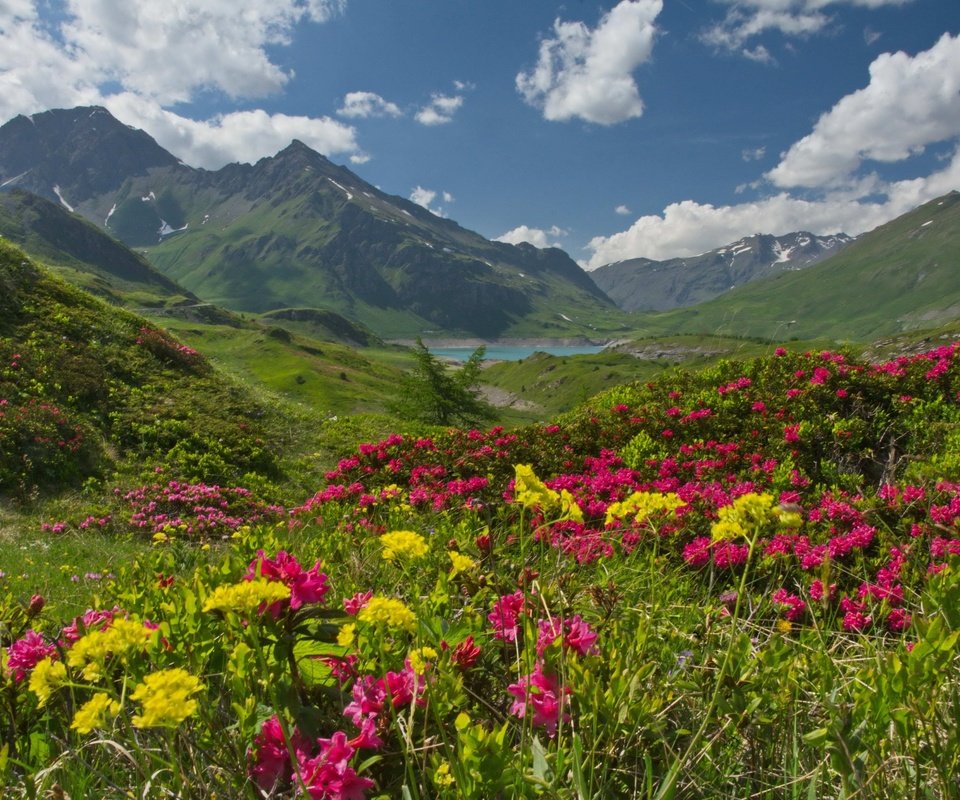 Обои небо, рододендроны, цветы, савойя, облака, mont cenis, haute-maurienne, озеро, горы, франция, плато, альпы, the sky, rhododendrons, flowers, savoie, clouds, lake, mountains, france, plateau, alps разрешение 3400x2170 Загрузить