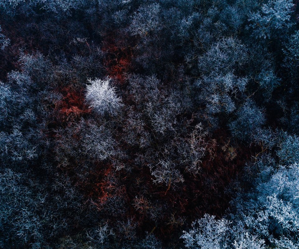 Обои деревья, лес, зима, вид сверху, иней, сосны, trees, forest, winter, the view from the top, frost, pine разрешение 5120x2880 Загрузить