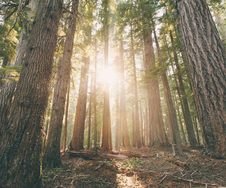 Обои деревья, лес, лучи солнца, стволы, рассвет, сосны, орегон, trees, forest, the rays of the sun, trunks, dawn, pine, oregon разрешение 3840x2400 Загрузить