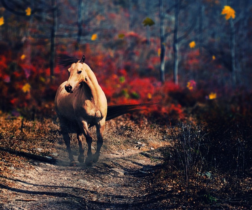 Обои лошадь, деревья, природа, осень, конь, horse, trees, nature, autumn разрешение 2560x1440 Загрузить