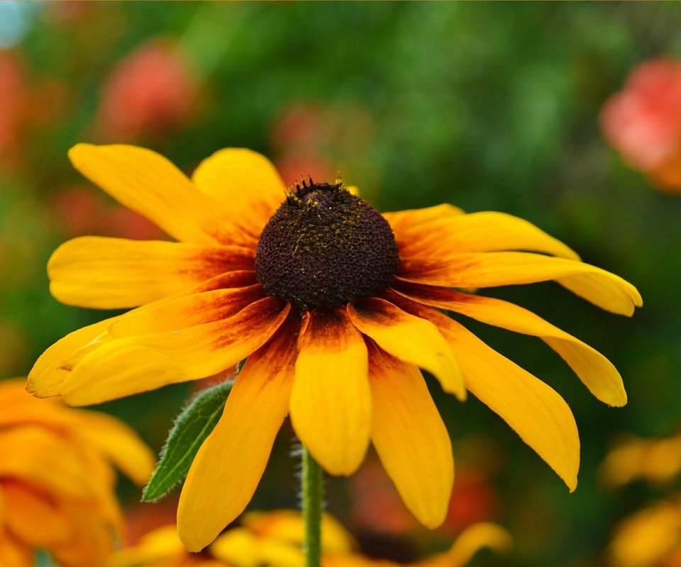 Обои желтый, цветок, лепестки, рудбекия, yellow, flower, petals, rudbeckia разрешение 3002x1854 Загрузить