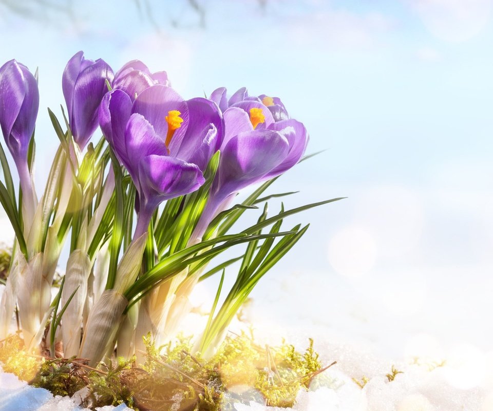 Обои цветы, снег, весна, крокусы, flowers, snow, spring, crocuses разрешение 1920x1200 Загрузить