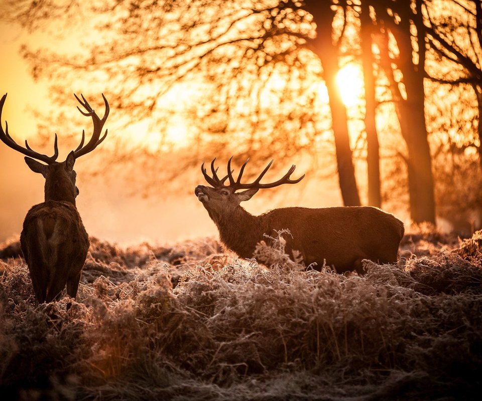 Обои солнце, природа, олень, утро, рога, олени, the sun, nature, deer, morning, horns разрешение 1920x1200 Загрузить