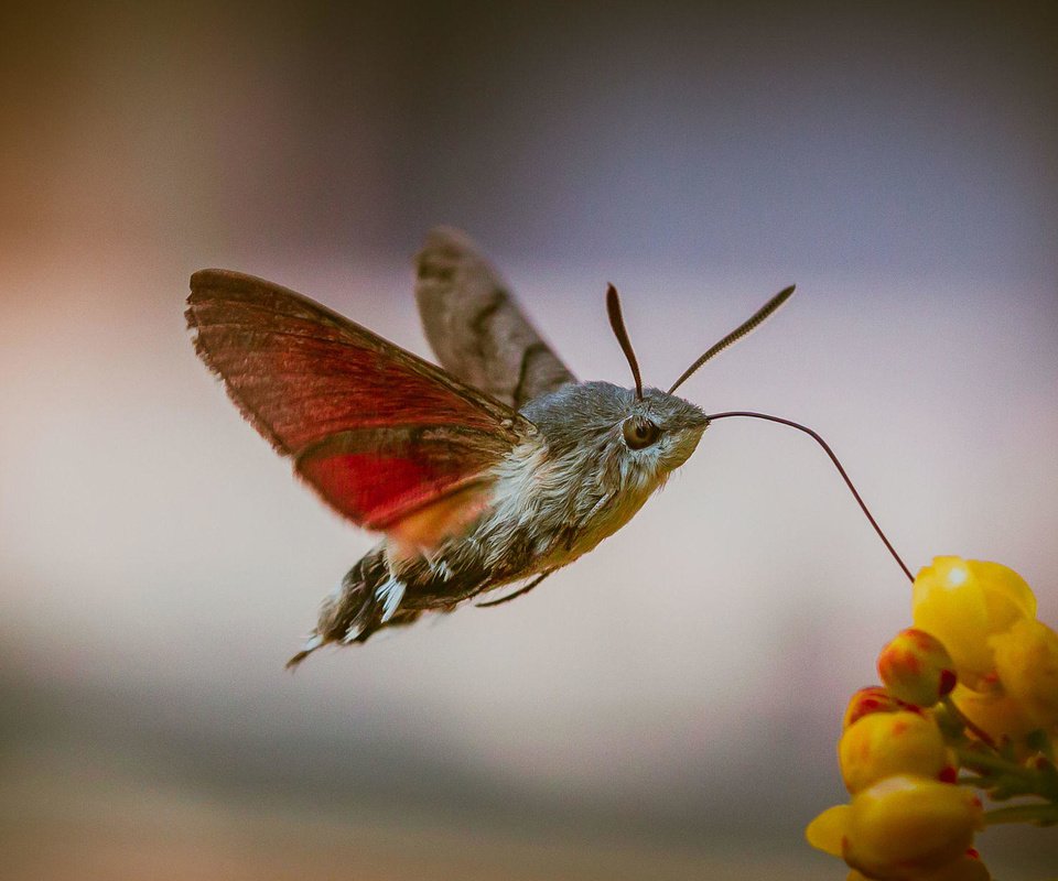 Обои цветы, насекомое, бабочка, крылья, размытость, бражник, tomi imot, flowers, insect, butterfly, wings, blur, hyles, imot tomi разрешение 2000x1222 Загрузить