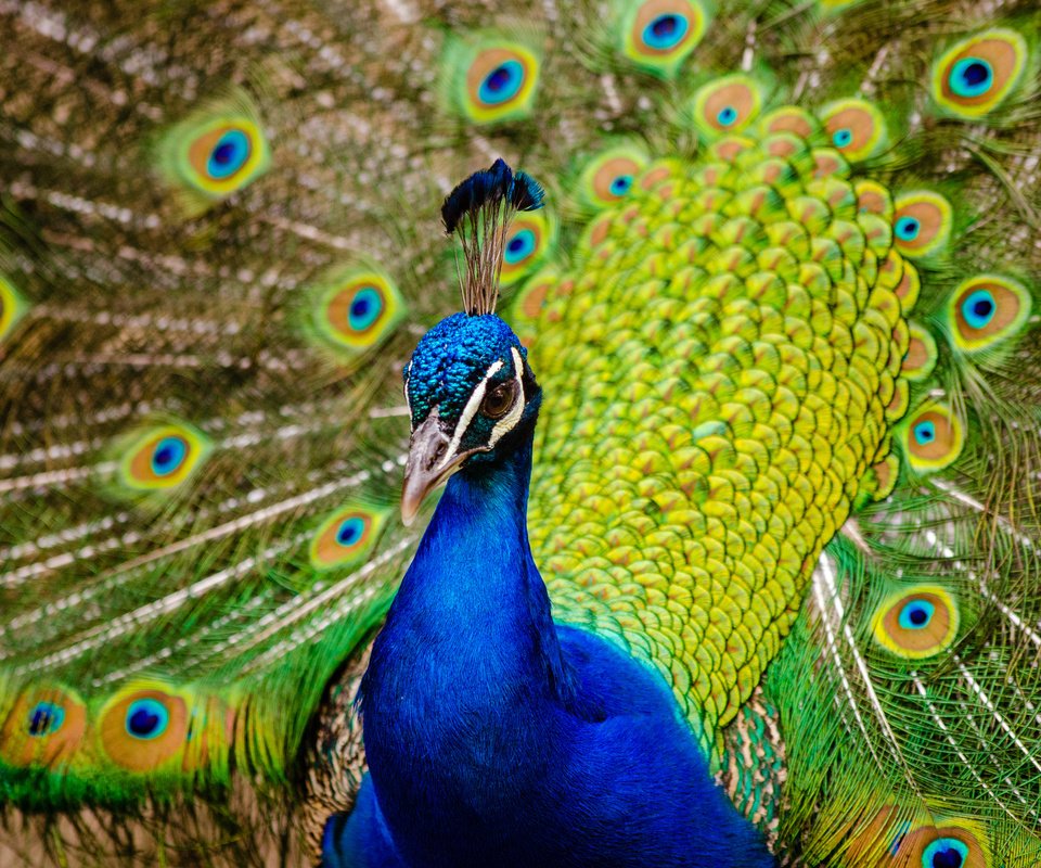Обои птица, клюв, павлин, перья, хвост, bird, beak, peacock, feathers, tail разрешение 4000x2649 Загрузить