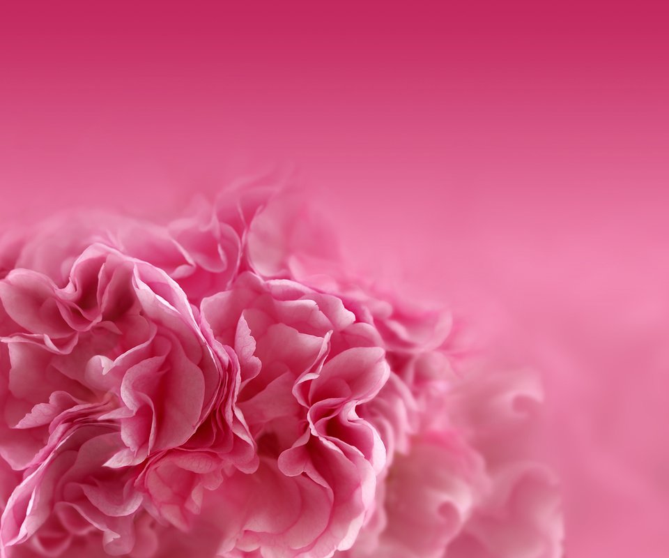 Обои цветок, лепестки, размытость, розовый, гвоздика, flower, petals, blur, pink, carnation разрешение 2880x1920 Загрузить