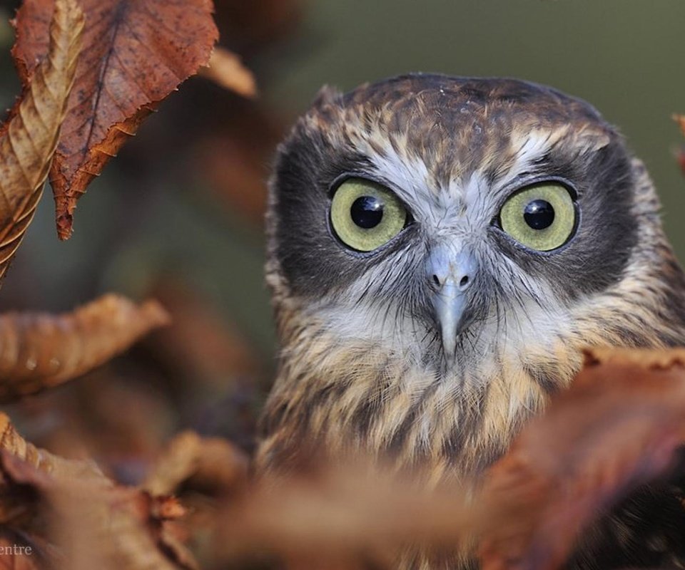 Обои глаза, сова, листья, взгляд, осень, птица, клюв, eyes, owl, leaves, look, autumn, bird, beak разрешение 1920x1194 Загрузить