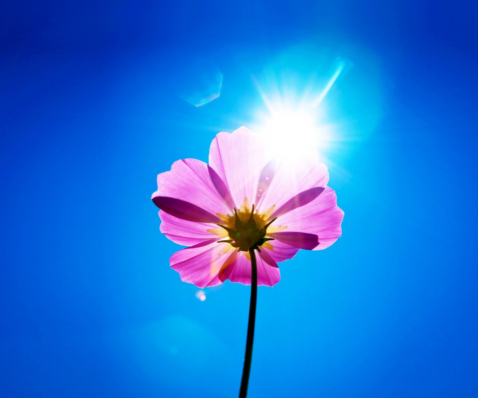 Обои небо, цветок, лепестки, стебель, космея, солнечный день, the sky, flower, petals, stem, kosmeya, sunny day разрешение 2160x1920 Загрузить