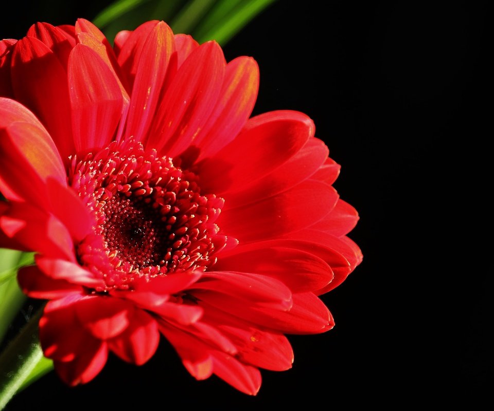 Обои цветок, лепестки, красная, черный фон, гербера, flower, petals, red, black background, gerbera разрешение 4612x3079 Загрузить