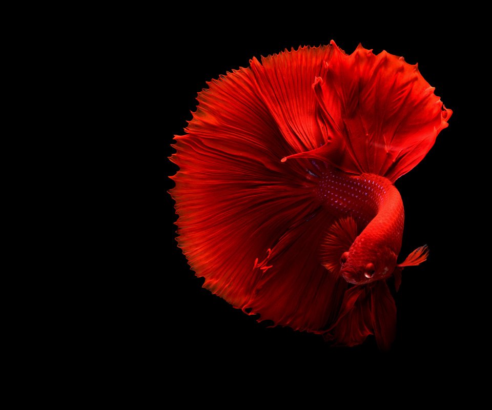 Обои черный фон, рыбка, хвост, рыба, подводный мир, петушок, black background, fish, tail, underwater world, cock разрешение 4879x3253 Загрузить