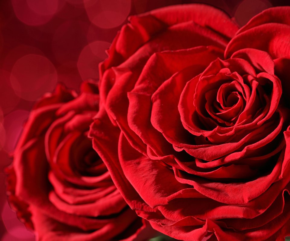 Обои цветы, розы, лепестки, красные, боке, крупным планом, flowers, roses, petals, red, bokeh, closeup разрешение 6000x3777 Загрузить