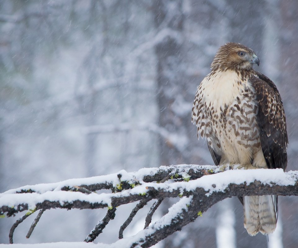 Обои снег, лес, зима, ветки, птица, клюв, перья, ястреб, snow, forest, winter, branches, bird, beak, feathers, hawk разрешение 3600x2400 Загрузить