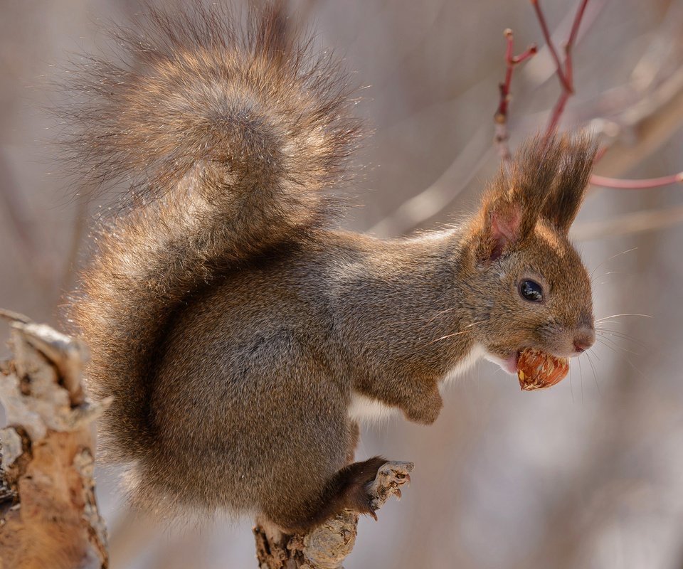 Обои япония, хвост, орех, хоккайдо, белочка, грызун, japan, tail, walnut, hokkaido, squirrel, rodent разрешение 1920x1200 Загрузить