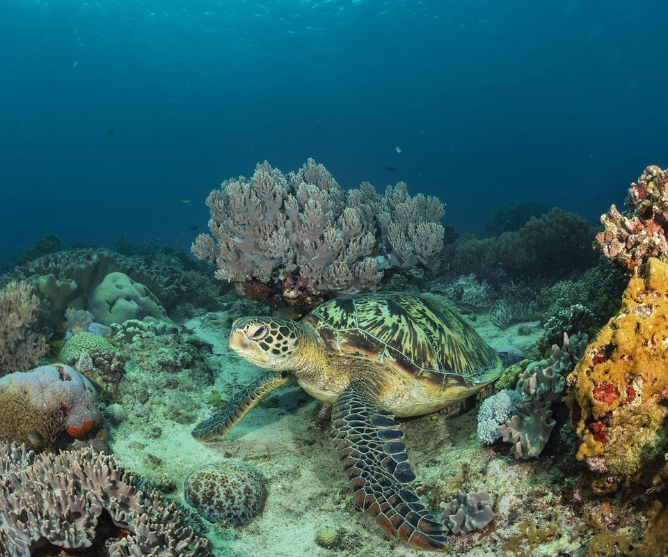 Обои море, черепаха, подводный мир, коралловый риф, дно моря, sea, turtle, underwater world, coral reef, the bottom of the sea разрешение 2000x1333 Загрузить