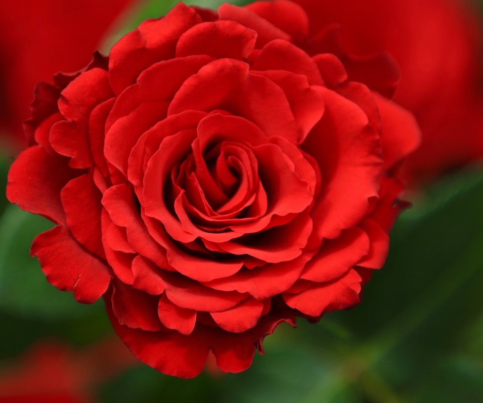 Обои цветок, роза, лепестки, красный, бутон, flower, rose, petals, red, bud разрешение 2560x1600 Загрузить