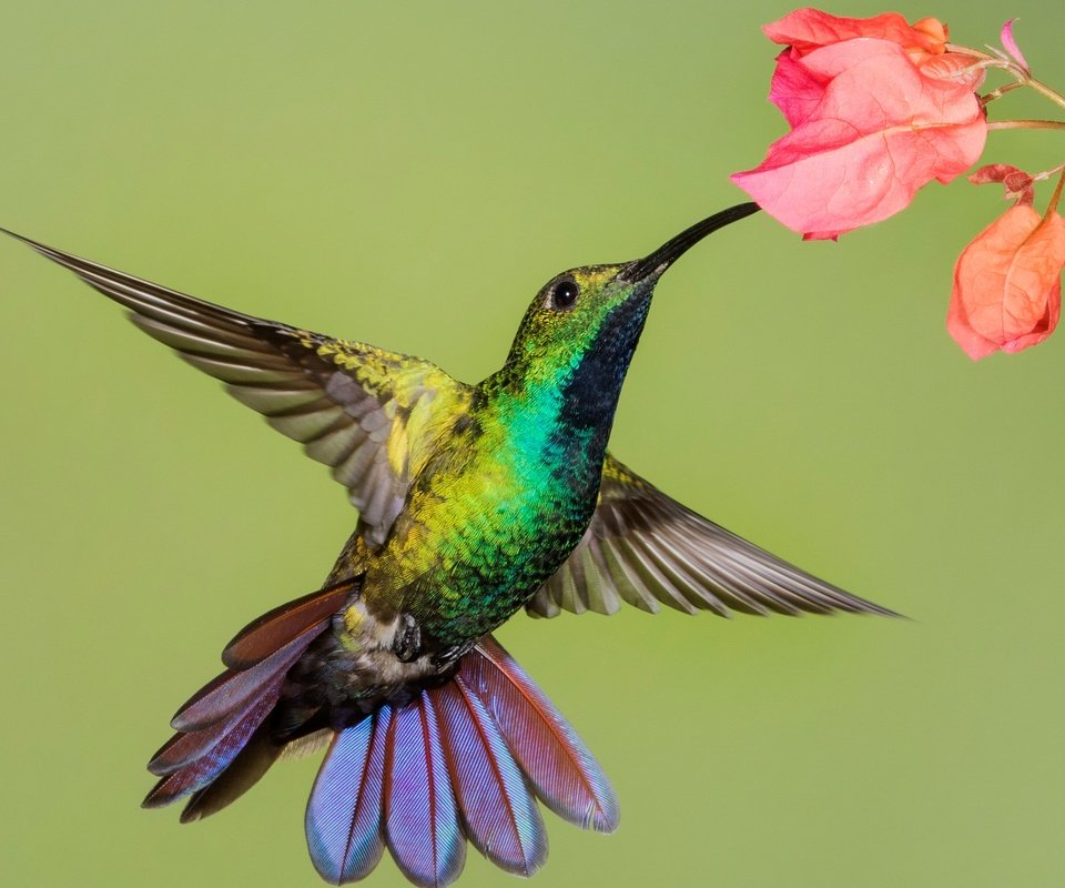 Обои цветок, крылья, птица, клюв, колибри, колибри-манго, flower, wings, bird, beak, hummingbird, hummingbird-mango разрешение 2048x1425 Загрузить