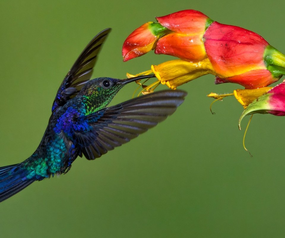 Обои цветок, крылья, птица, клюв, колибри, колибри-талурания, flower, wings, bird, beak, hummingbird, hummingbird-thalurania разрешение 2048x1268 Загрузить