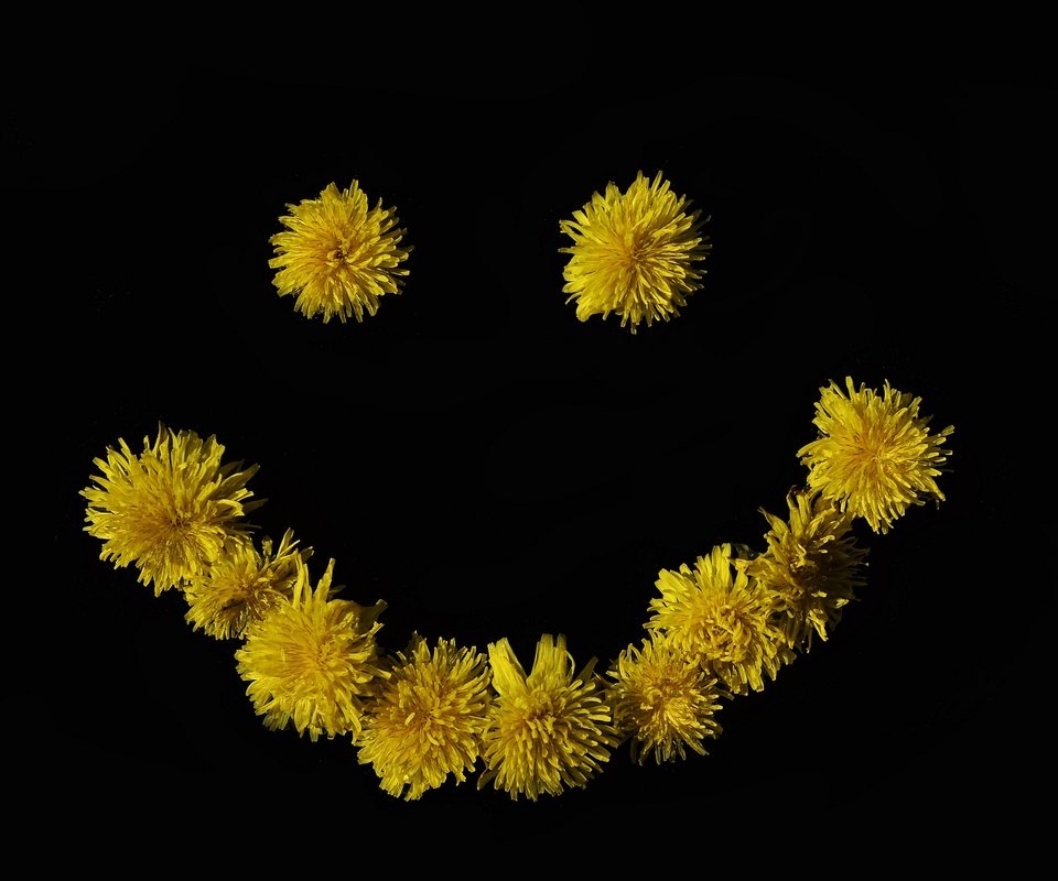 Обои цветок, улыбка, черный фон, одуванчики, смайлик, желтые цветы, flower, smile, black background, dandelions, smiley, yellow flowers разрешение 2048x1356 Загрузить