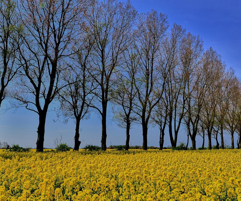 Обои небо, цветы, деревья, поле, стволы, the sky, flowers, trees, field, trunks разрешение 2048x1152 Загрузить