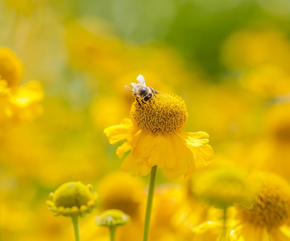 Обои цветы, насекомое, лето, размытость, пчела, желтые, flowers, insect, summer, blur, bee, yellow разрешение 2400x1350 Загрузить