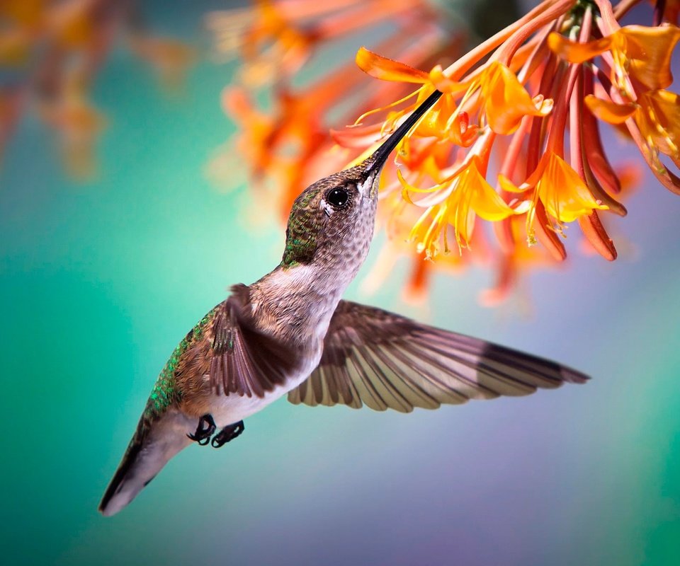 Обои цветы, макро, полет, птица, клюв, колибри, боке, flowers, macro, flight, bird, beak, hummingbird, bokeh разрешение 2000x1332 Загрузить