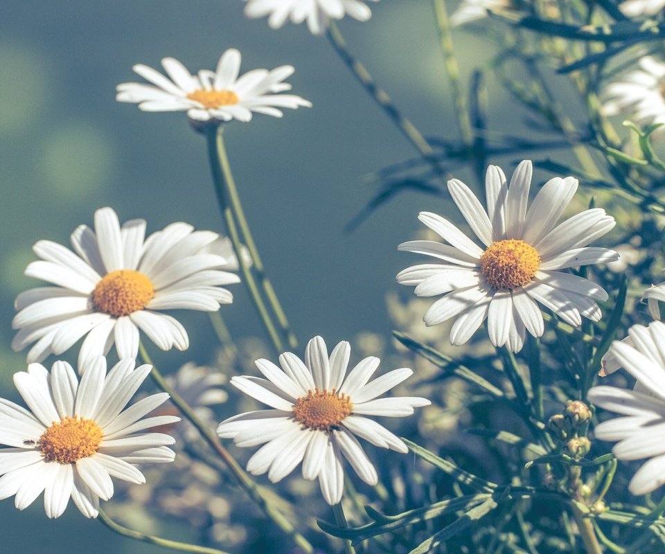 Обои цветы, макро, лепестки, размытость, ромашки, боке, flowers, macro, petals, blur, chamomile, bokeh разрешение 3872x2592 Загрузить