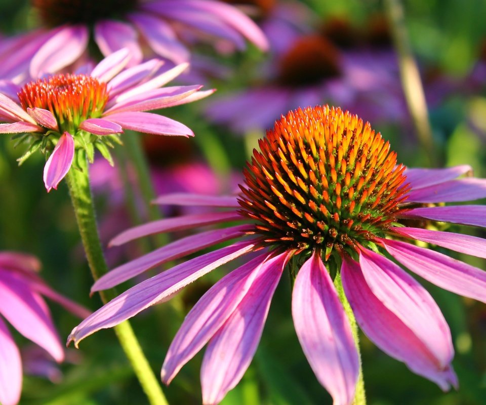 Обои цветы, природа, лепестки, эхинацея, flowers, nature, petals, echinacea разрешение 4272x2848 Загрузить