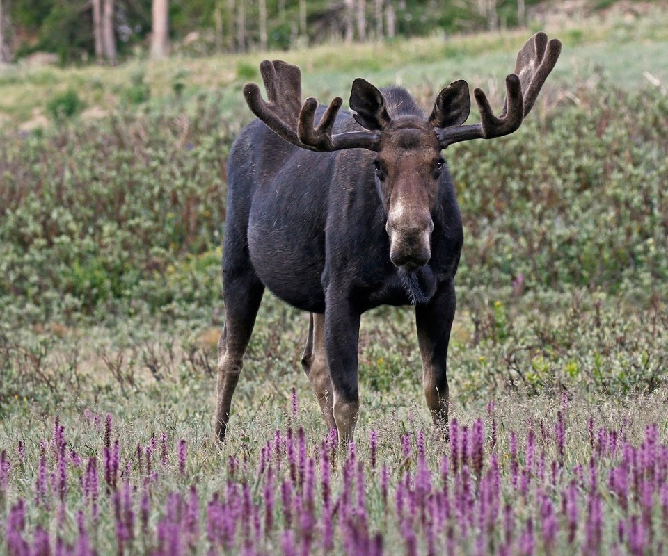 Обои цветы, трава, природа, рога, лось, flowers, grass, nature, horns, moose разрешение 2048x1362 Загрузить