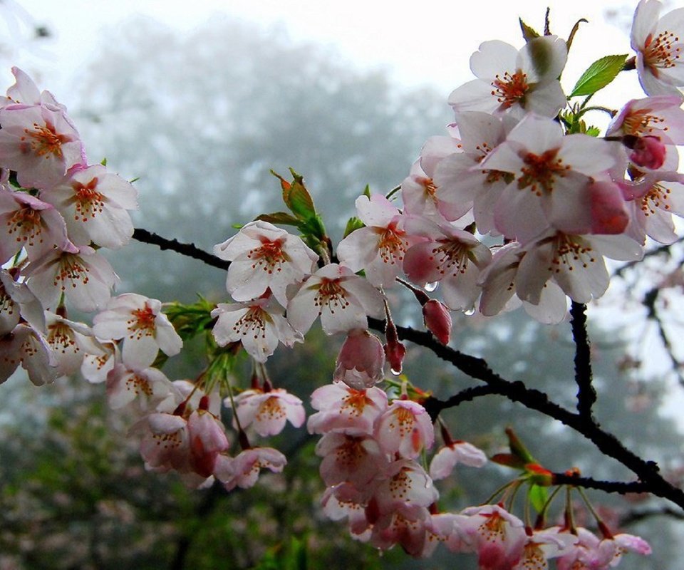 Обои цветы, красиво, дерево, цветение, ветки, капли, лето, весна, цветёт, flowers, beautiful, tree, flowering, branches, drops, summer, spring, blooms разрешение 1920x1288 Загрузить