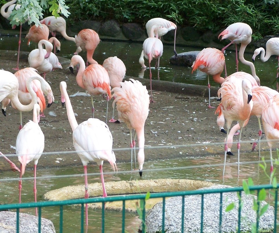 Обои фламинго, птицы, клюв, перья, зоопарк, flamingo, birds, beak, feathers, zoo разрешение 1920x1080 Загрузить
