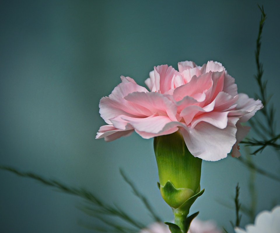 Обои фон, цветок, лепестки, бутон, гвоздика, background, flower, petals, bud, carnation разрешение 4643x3139 Загрузить