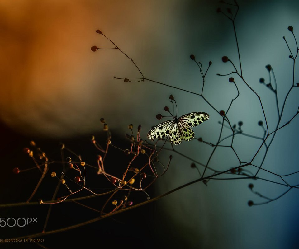 Обои насекомое, ветки, бабочка, крылья, растение, eleonora di primo, insect, branches, butterfly, wings, plant разрешение 2000x1533 Загрузить