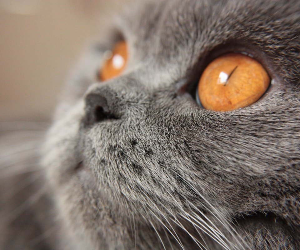 Обои кот, мордочка, усы, кошка, взгляд, желтые глаза, британская короткошерстная, cat, muzzle, mustache, look, yellow eyes, british shorthair разрешение 4272x2848 Загрузить