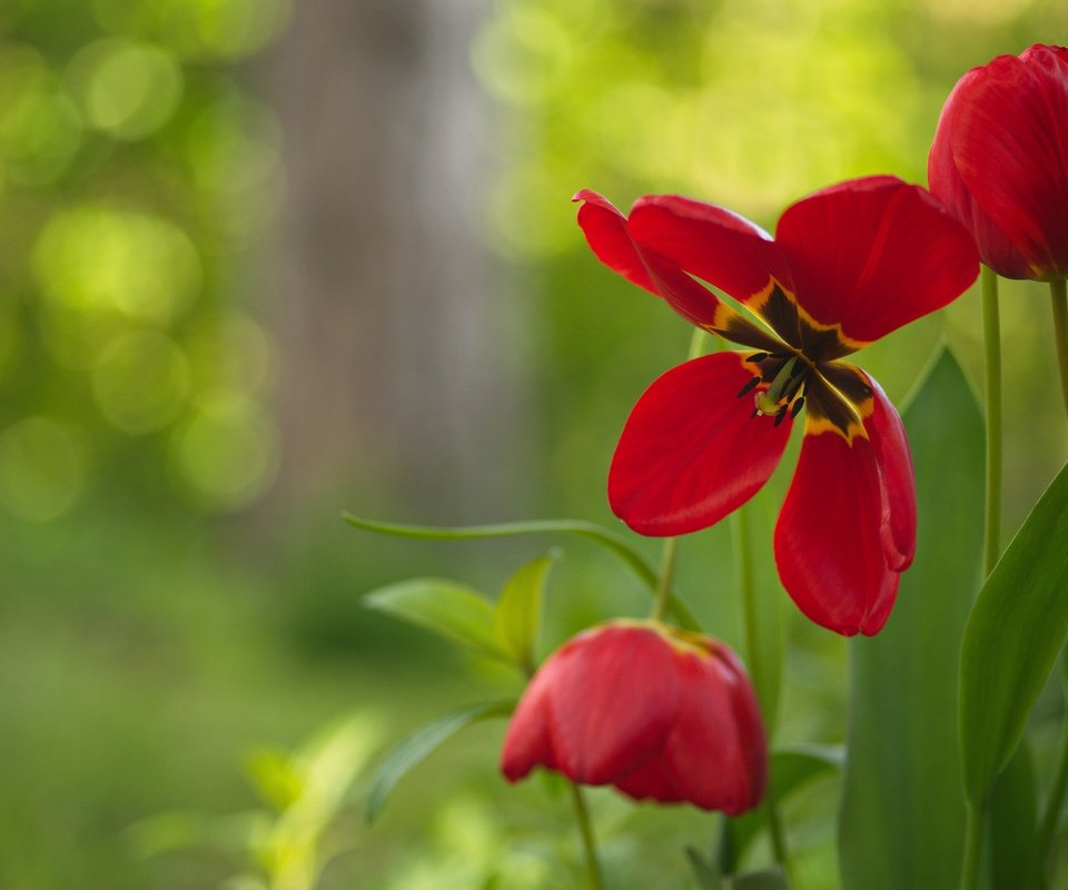 Обои цветы, лепестки, бутон, тюльпаны, боке, красные тюльпаны, flowers, petals, bud, tulips, bokeh, red tulips разрешение 3840x2560 Загрузить