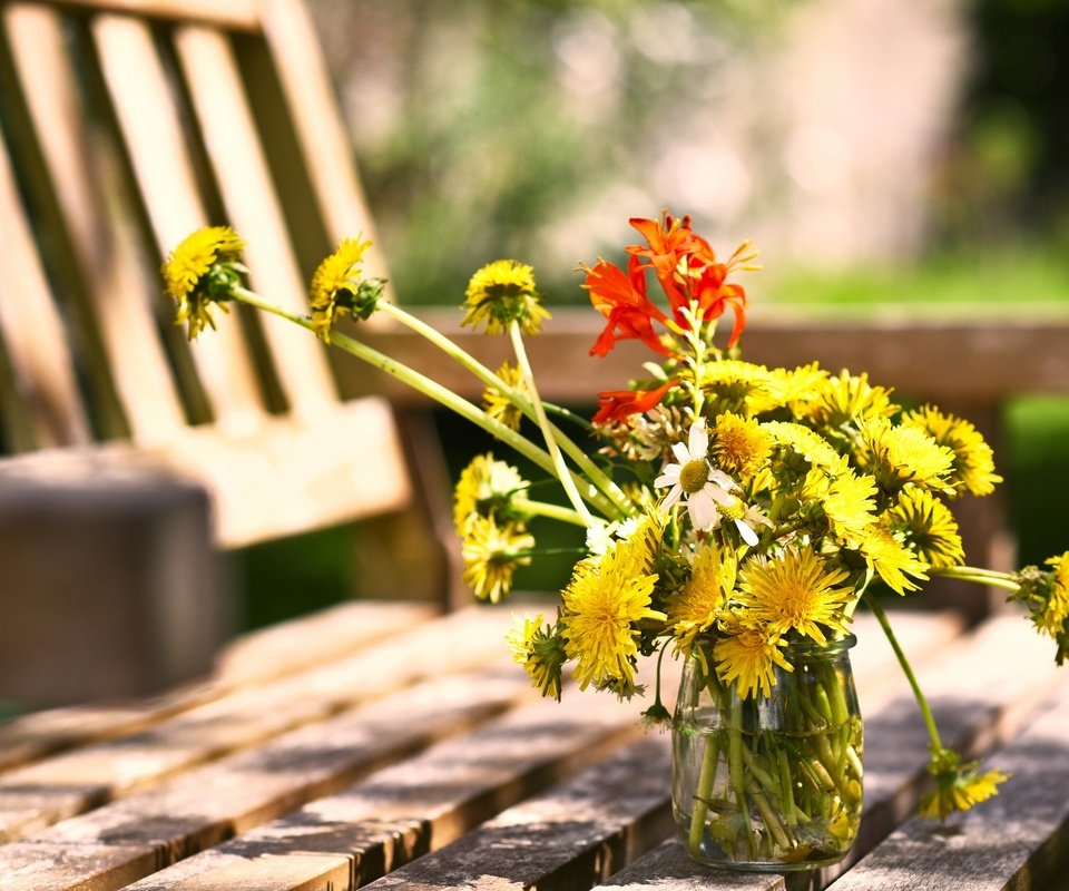 Обои цветы, лето, ромашки, скамейка, одуванчики, банка, flowers, summer, chamomile, bench, dandelions, bank разрешение 2560x1498 Загрузить