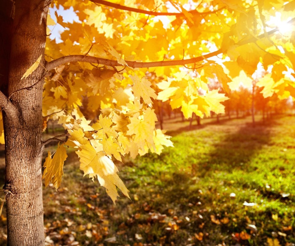 Обои деревья, листья, лучи, ветки, листва, осень, клен, trees, leaves, rays, branches, foliage, autumn, maple разрешение 3800x2534 Загрузить