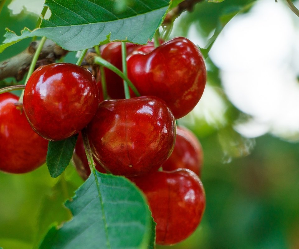 Обои ветка, листья, черешня, ягоды, вишня, branch, leaves, cherry, berries разрешение 2136x1424 Загрузить