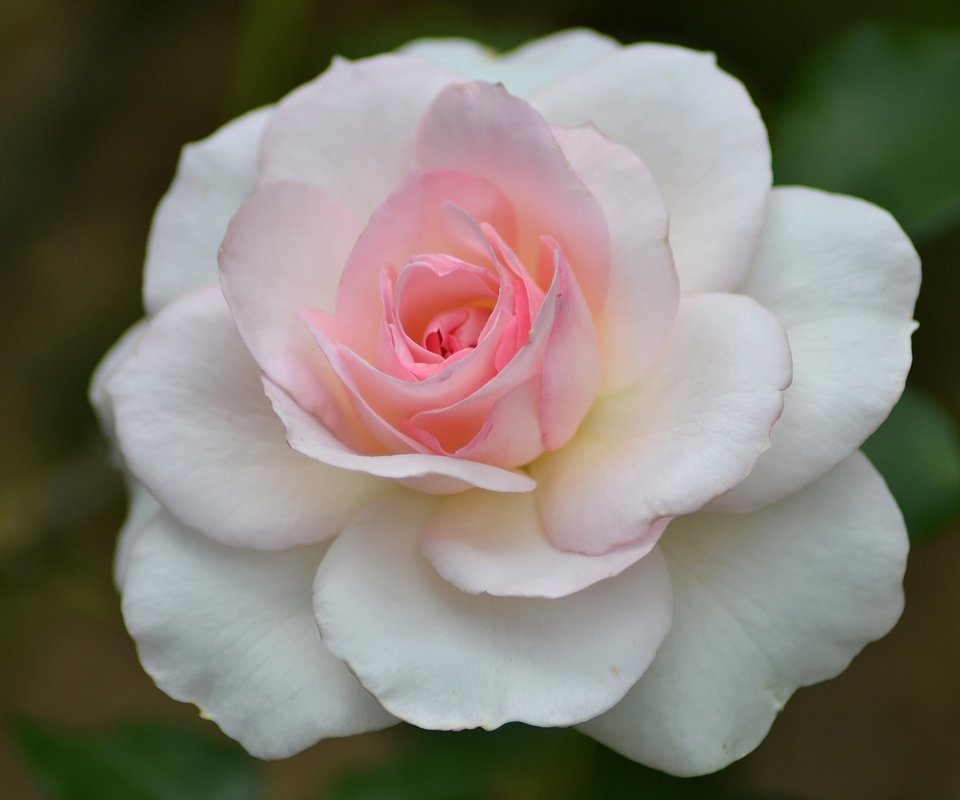 Обои макро, цветок, роза, лепестки, бутон, розовый, macro, flower, rose, petals, bud, pink разрешение 3456x2304 Загрузить