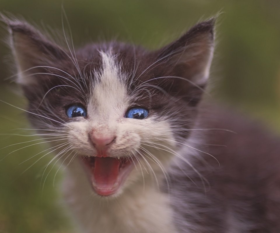 Обои кот, мордочка, усы, кошка, взгляд, котенок, малыш, голубые глаза, пискля, pisklya, cat, muzzle, mustache, look, kitty, baby, blue eyes разрешение 2048x1366 Загрузить