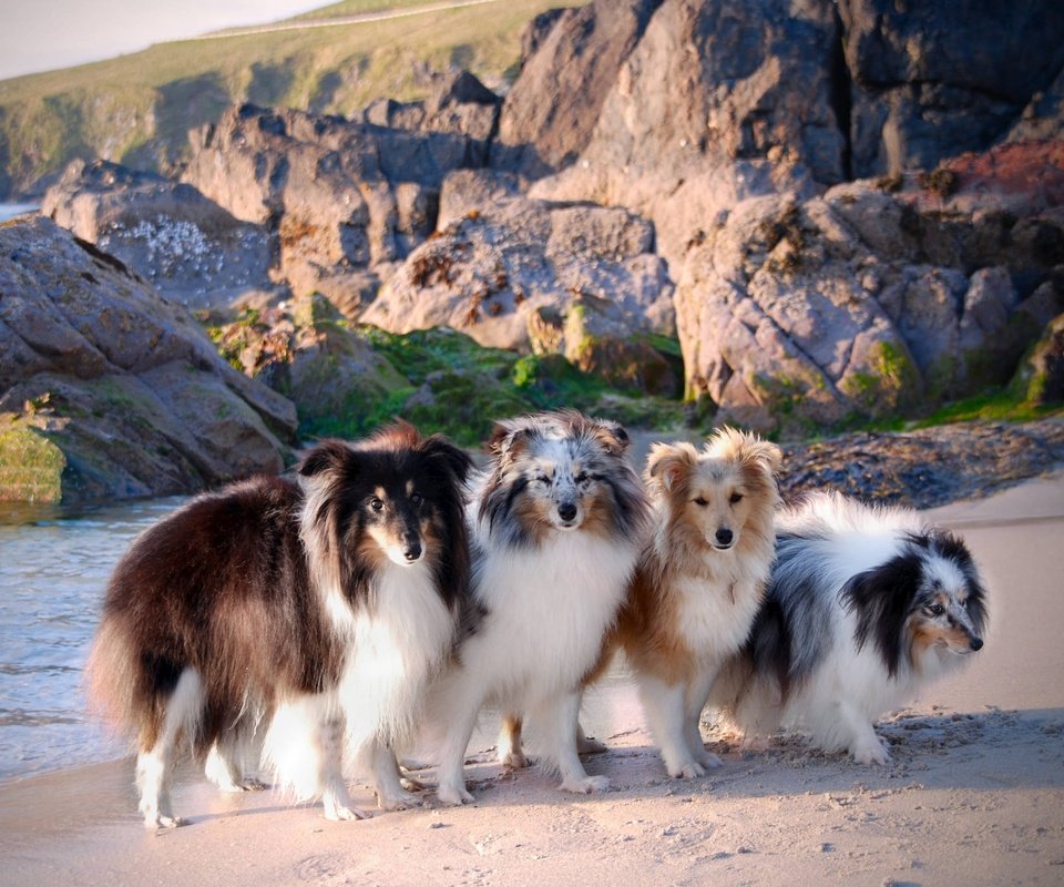 Обои море, побережье, собаки, шелти, шетландская овчарка, sea, coast, dogs, sheltie, shetland sheepdog разрешение 2048x1371 Загрузить