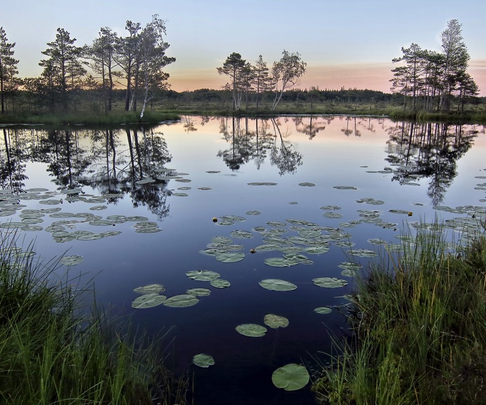 Обои трава, деревья, озеро, природа, отражение, утро, горизонт, grass, trees, lake, nature, reflection, morning, horizon разрешение 2560x1694 Загрузить